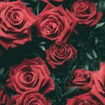 Timothythagoat2 - instagram username