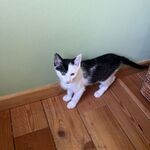 Milane - telegram username