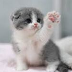 Kitten - kik username