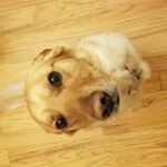 Draco - kik username