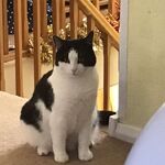 CAL - kik username