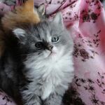 nelinora - instagram username