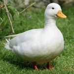 Ducky - snapchat username