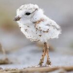 hua - instagram username
