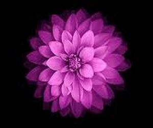 Chamith