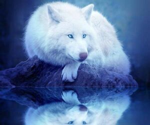 whitewolfpizza