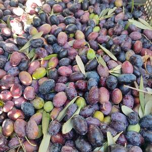 Pere