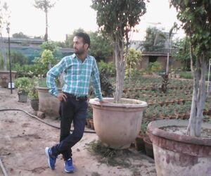 Anil