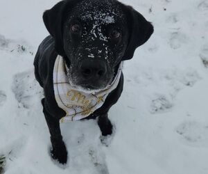 Josh