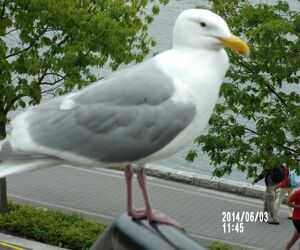 Zwarl0ck