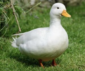 Ducky