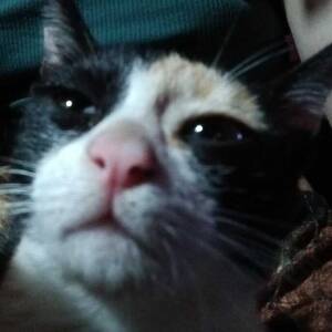 Ton