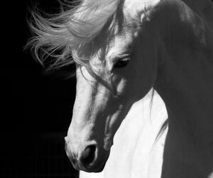 Jack watson