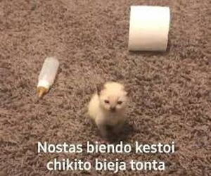 Chamona