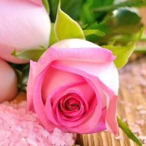 Rosa