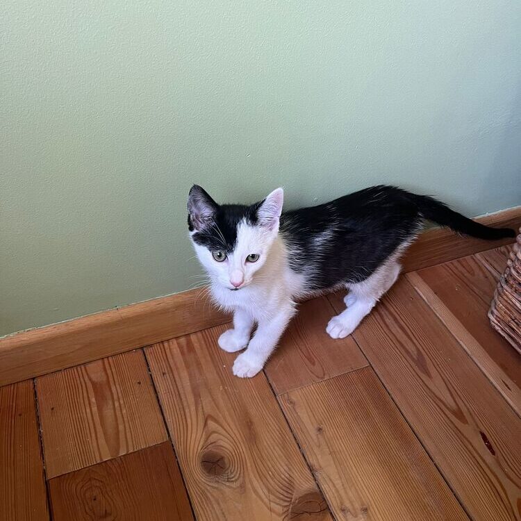 Foto de perfil de Milane