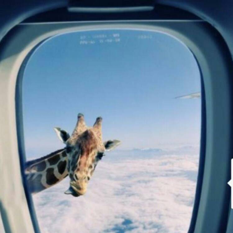 Foto de perfil de Toñi