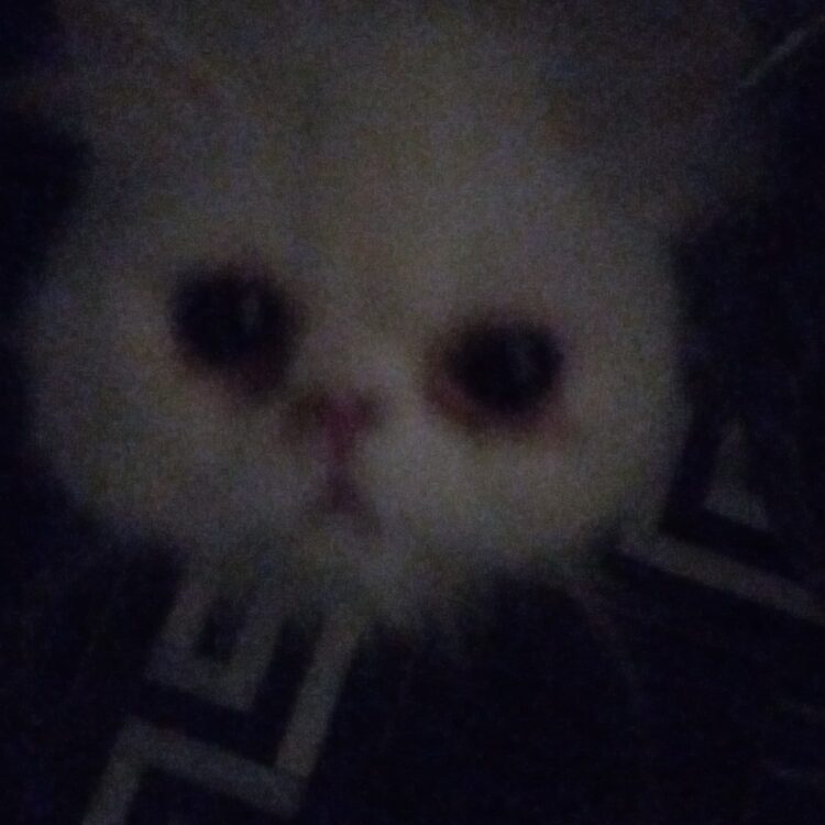 Foto de perfil de Ali