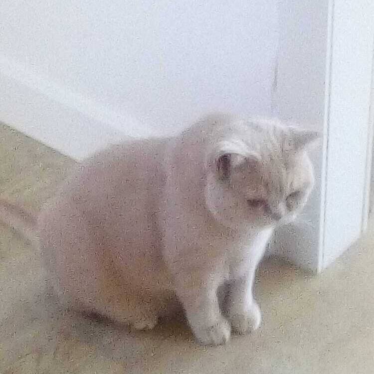 Foto de perfil de nieves