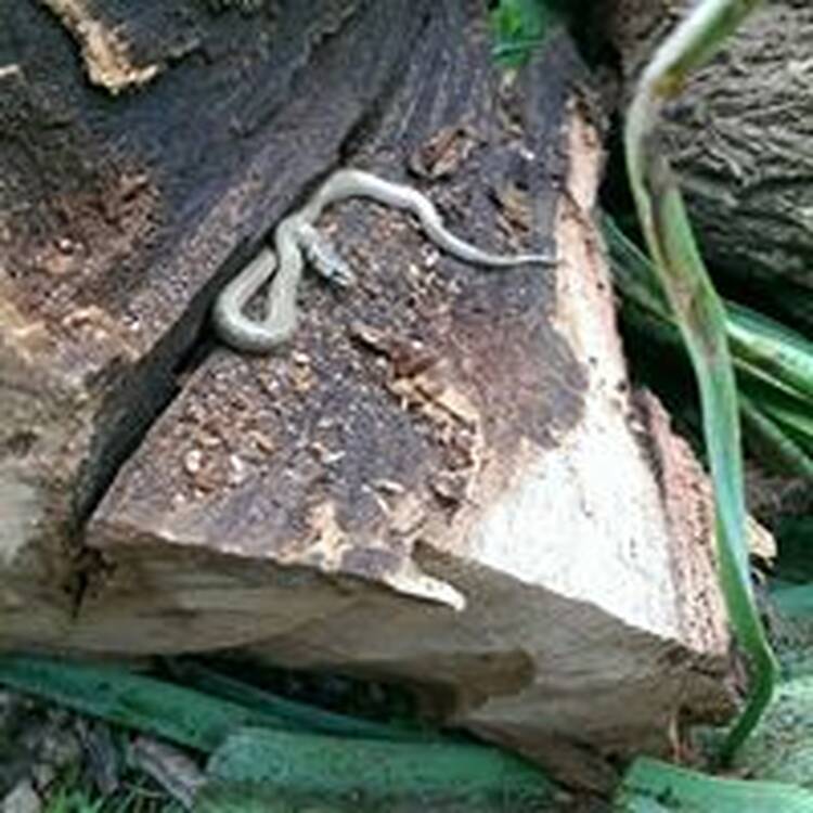 Foto de perfil de Salva Manera
