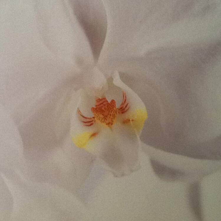 Foto de perfil de meriel