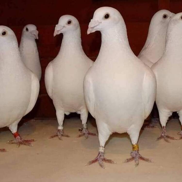 Foto de perfil de Toni