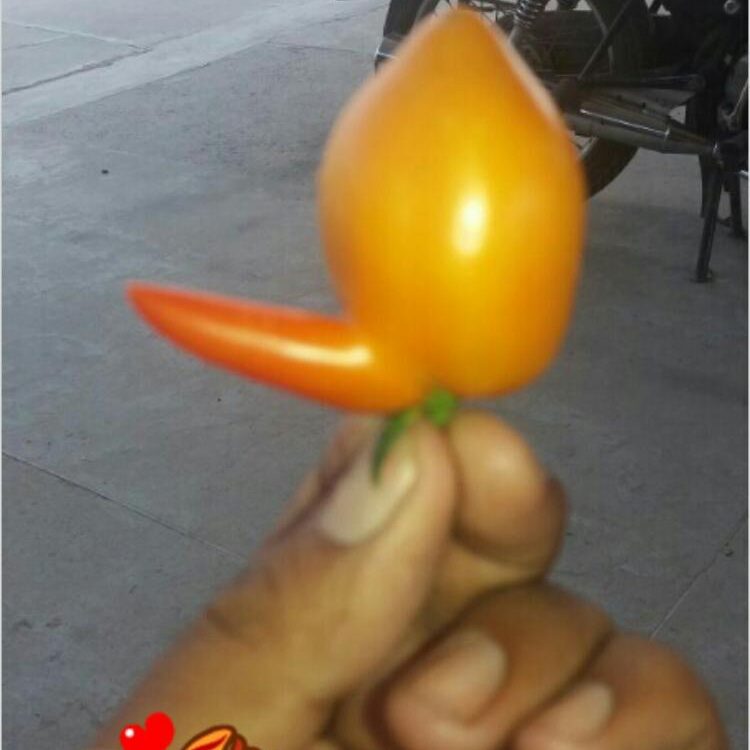Foto de perfil de Jaggi