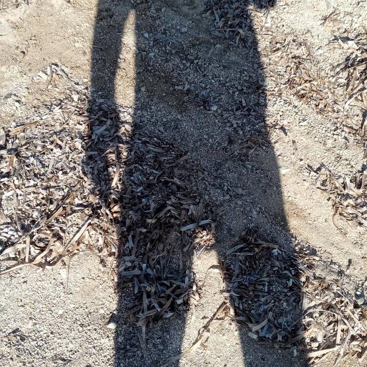Foto de perfil de janot