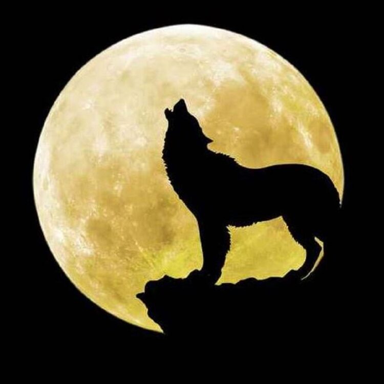 Foto de perfil de arslan210