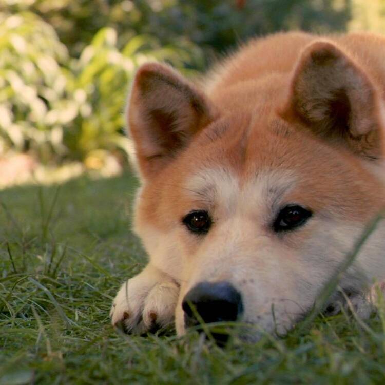 Foto de perfil de Tungue