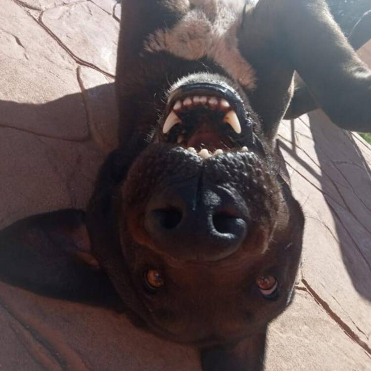 Foto de perfil de Pedro