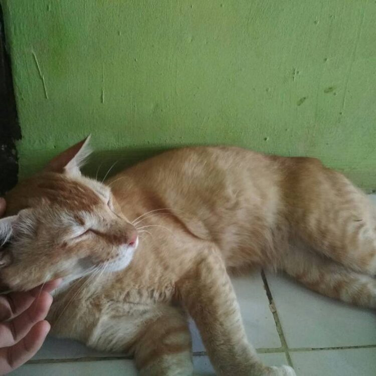 Foto de perfil de Manda