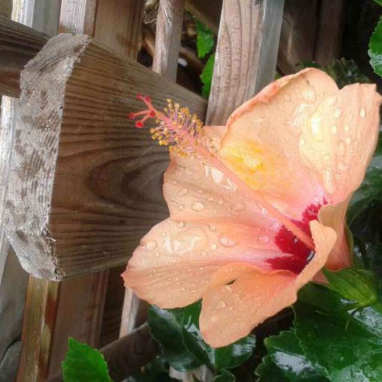 Foto de perfil de Ilka