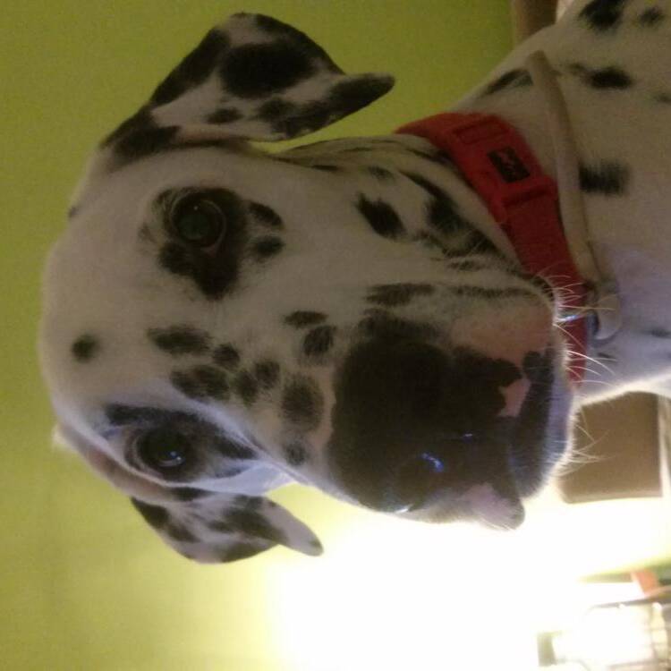 Foto de perfil de marta