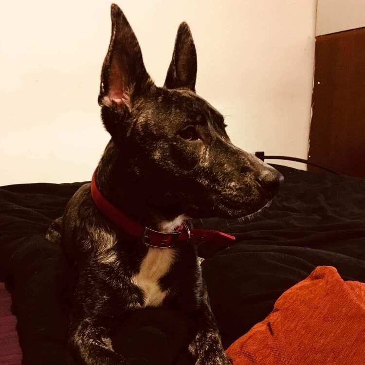 Foto de perfil de Anthony