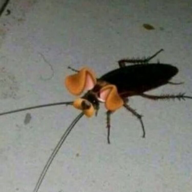 Foto de perfil de Humanate