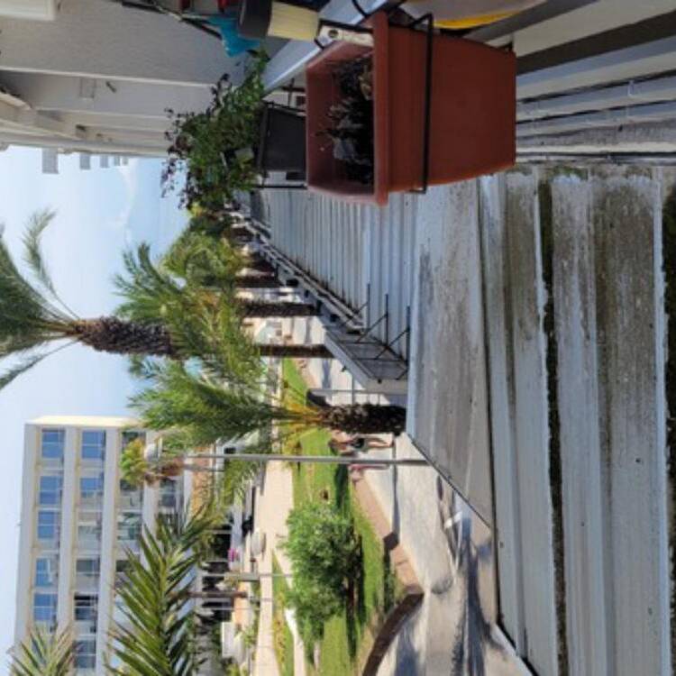 Foto de perfil de Simone