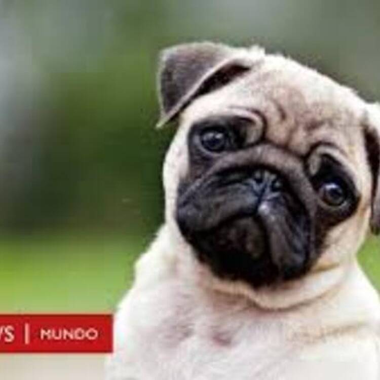 Foto de perfil de Gillermo Mir