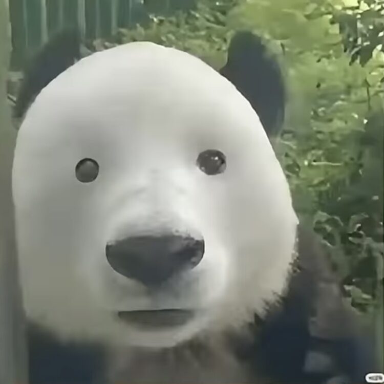 Foto de perfil de Jah