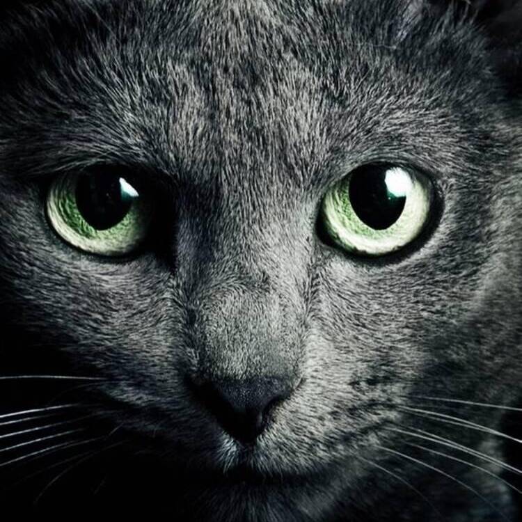 Foto de perfil de Irina