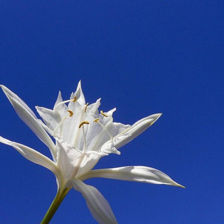 Foto de perfil de Bibi