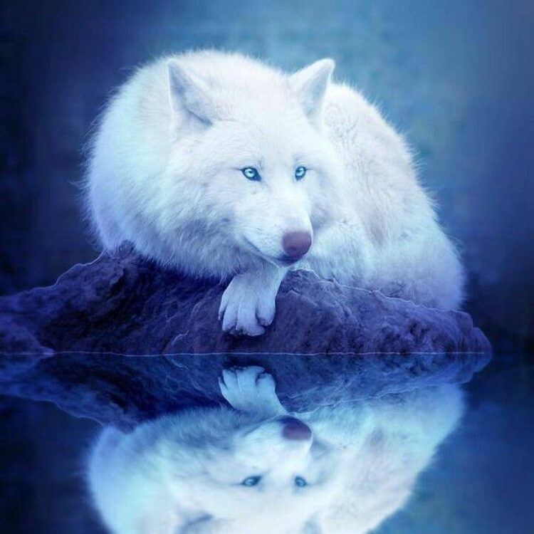 Foto de perfil de whitewolfpizza