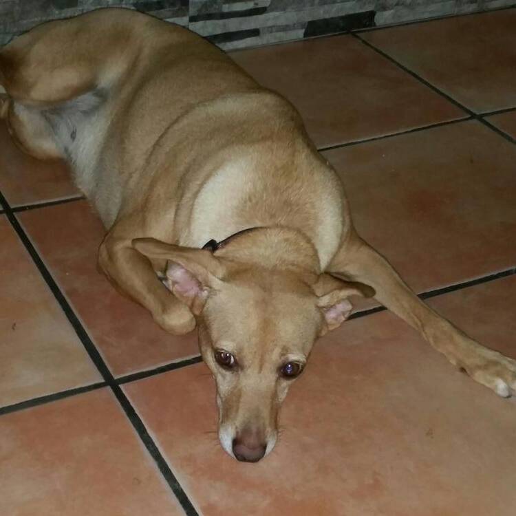 Foto de perfil de Amparo