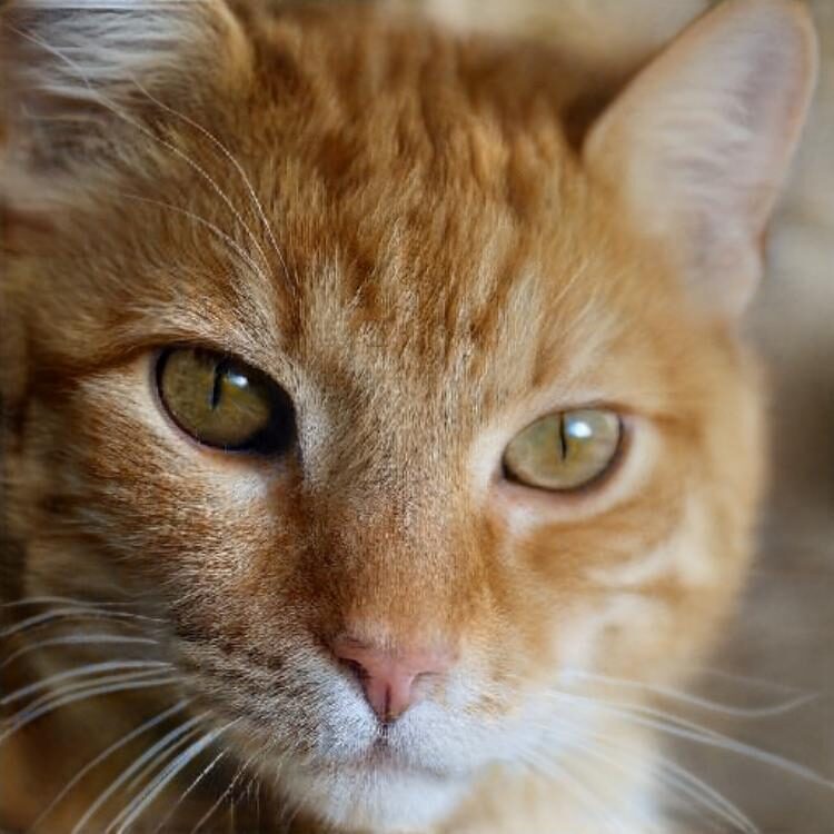 Foto de perfil de Ellie