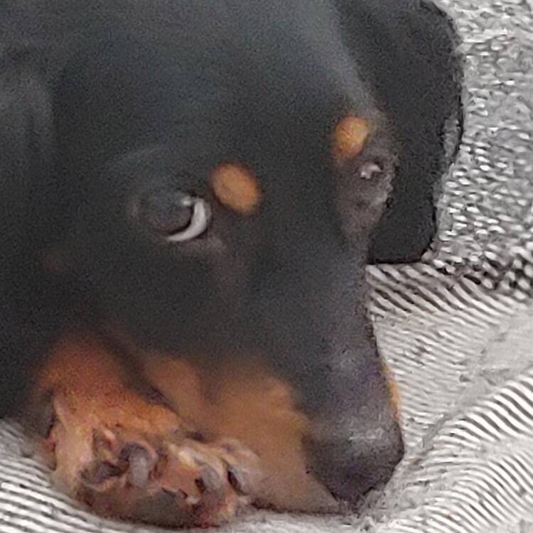 Foto de perfil de Josefina