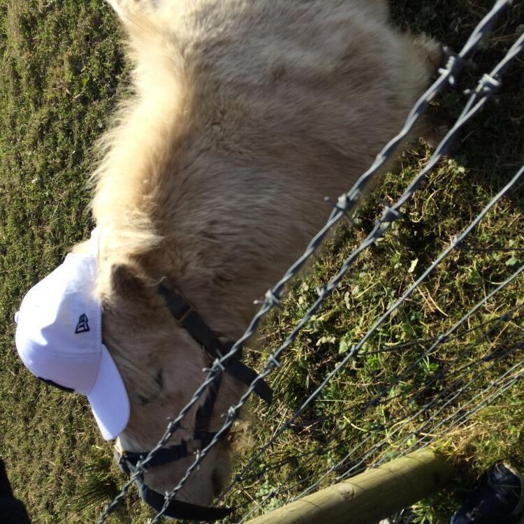 Foto de perfil de IrishGuy?