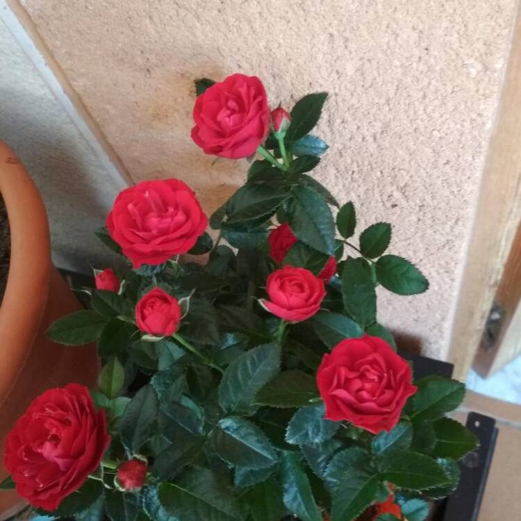 Foto de perfil de Carmen