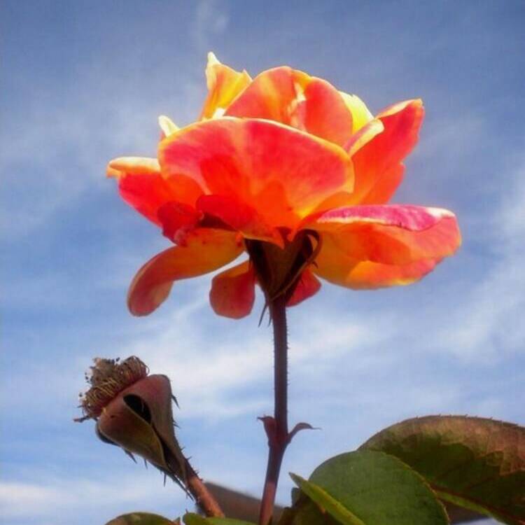 Foto de perfil de Pilar