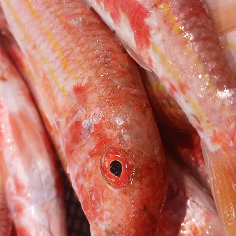 Foto de perfil de Fernando