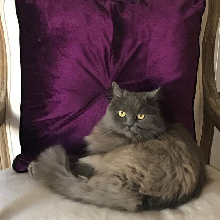 Foto de perfil de Lucia